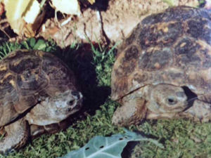 Supporting image for story: Family of tortoises taken by thieves