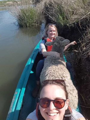 The sheep safely in a canoe