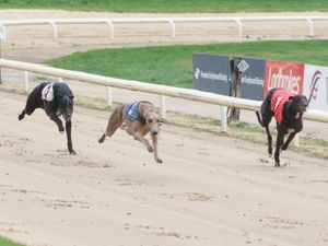 Supporting image for story: Jenkins' pup is gunning for glory at Monmore