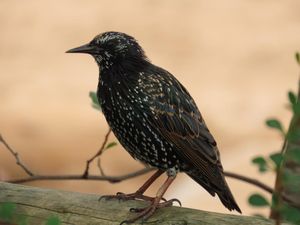 A starling