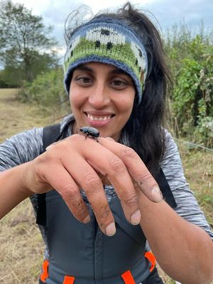 The team at Fordhall Organic Farm are eagerly awaiting a visit from farm vet and dung beetle expert, Claire Whittle