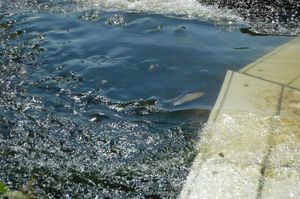 Shad approaching counter plates