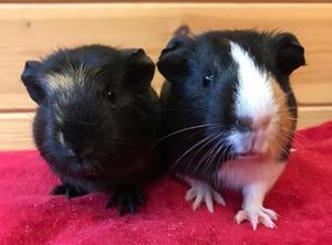 Faith and Ivy also need a new home. Photo: RSPCA
