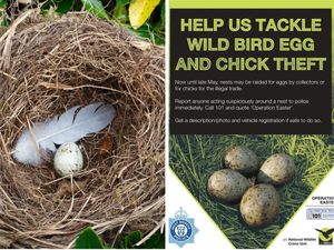 Supporting image for story: Police warn rural residents to be on the lookout for egg thieves