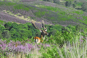 Supporting image for story: £1.2 billion spent on Staffordshire tourism in 12 months