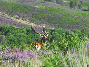 Supporting image for story: £1.2 billion spent on Staffordshire tourism in 12 months