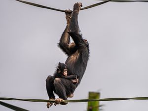 Supporting image for story: Keepers celebrate birth of world's rarest chimpanzee at Chester Zoo