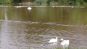 Two swans and a swan-sized clump of foam along the River Severn in Shrewsbury. Picture: Up Sewage Creek