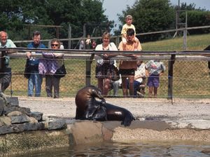 Supporting image for story: Staffordshire woman holds marathon fundraiser for Welsh Mountain Zoo