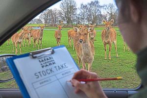 Counting animals from a park jeep