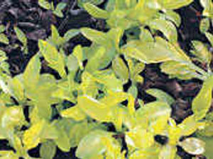 Supporting image for story: Evergreen garden heroes that cover