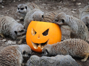 Supporting image for story: There’s no spooking Dudley Zoo's meerkats