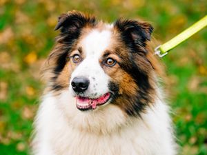 Supporting image for story: Donations pour in at Shropshire dogs’ home hit by £30,000 fraud 