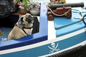 Supporting image for story: In pictures and video: Thousands enjoy The Tipton Canal and Community Festival