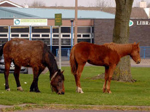 Supporting image for story: Action call as horses trap people in homes