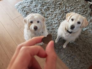 Supporting image for story: Do probiotic chews really work for dogs? We put them to the test