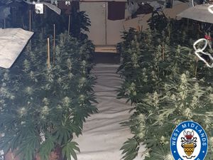 Supporting image for story: Cannabis plants seized after Cradley Heath raid