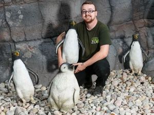 Supporting image for story: Plastic fantastic: Telford's Exotic Zoo resorts to fake penguins after avian malaria outbreak