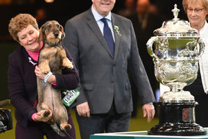 Maisie the Wire-haired Dachshund winner of Best in Show 2020 at the Birmingham National Exhibition Centre (NEC) during the Crufts Dog Show