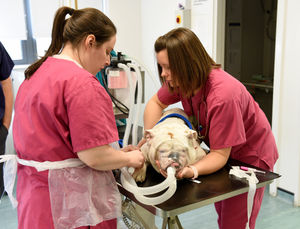 Veterinary nurses give a dog an anaesthetic before an operation