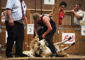 Sheep shearing competition at Staffordshire County Show