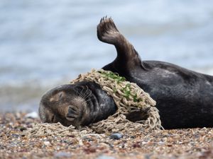 Supporting image for story: Countries agree ‘historic’ move to draw up legal treaty to end plastic pollution