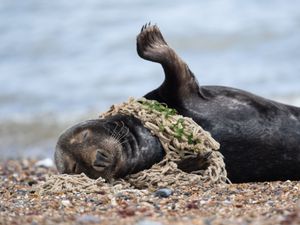 Supporting image for story: Countries agree ‘historic’ move to draw up legal treaty to end plastic pollution