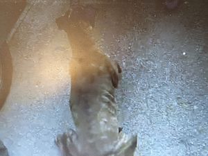 Supporting image for story: Woman banned from keeping animals after leaving dogs out in garden without water during heatwave