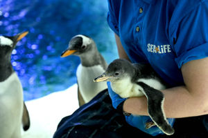 Birmingham's National Sea Life Centre has been nominated