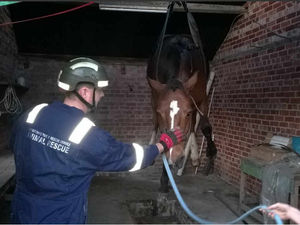 Supporting image for story: Fire crews rescue horse from farm pit