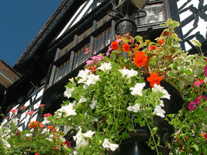 Supporting image for story: Last chance for Shrewsbury's green-fingered fans