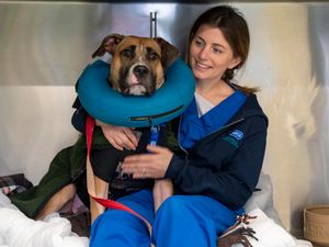 Supporting image for story: New Year home needed for Lola the dog rescued on verge of death