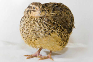 Supporting image for story: Shropshire man used live quails to illegally capture wild birds, court told