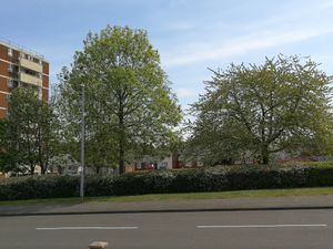 Supporting image for story: 'Save our trees' plea to Telford council over flats plan