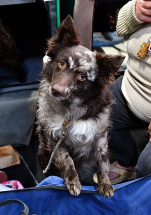 First day of Crufts at the NEC Birmingham.