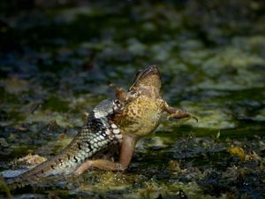 Supporting image for story: Primary school pupils witness dramatic moment grass snake catches frog