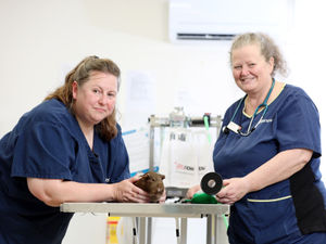 Supporting image for story: Telford vet team celebrate 20 fantastic years - and recall X-raying a dog to help police search for evidence