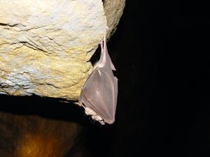 Supporting image for story: Covid-19 lineage circulating in bats for up to 70 years, say researchers