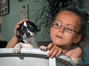 Supporting image for story: Oakengates Carnival joy turns to heartache as dogs stolen