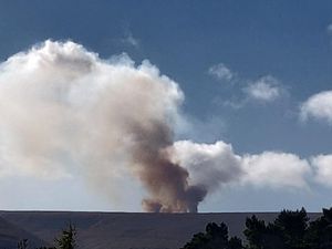 Supporting image for story: Real estate company fined for burning peatland in protected area