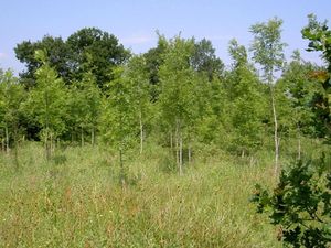 Supporting image for story: Tree numbers blossom across the region
