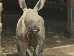 Supporting image for story: WATCH: Baby rhino born at West Midland Safari Park