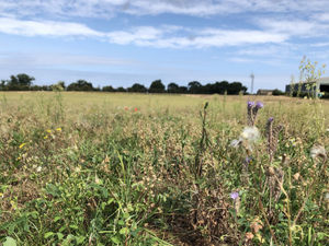 Supporting image for story: Andy Richardson: Giving in to wildlife in the garden is truly rewarding