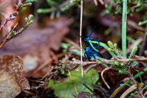 A black oil beetle at Kinver Edge. Picture: Alex Murison