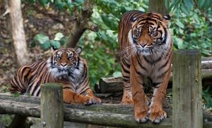 Sumatran tigers at Dudley Zoo 