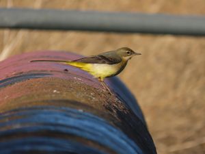 A grey wagtail