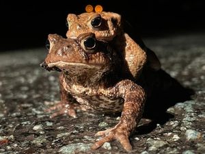 Supporting image for story: Toad-ally awesome result as thousands of amphibians are saved by Ellesmere Toad Patrol