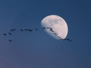 Supporting image for story: Shropshire college pastoral assistant gets recognition for her photography skills