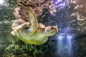 Supporting image for story: Birmingham theatre show comedy cast visit National Sea Life Centre