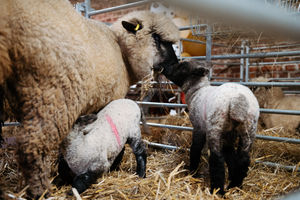 The farm's adorable new arrivals